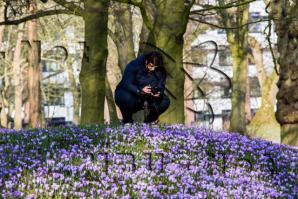 Produktbild zu: Husumer Krokusblüte Bild 019