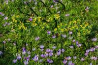 Produktbild zu: Husumer Krokusblüte Bild 009