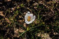 Produktbild zu: Husumer Krokusblüte Bild 004