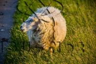 Produktbild zu: FO1001